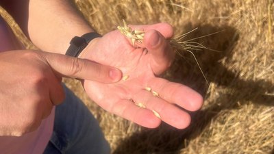 "Замість дощів — пилові бурі Сахари": аграрії Дніпропетровщини прогнозують неврожай. Чи вплине це на ціни "Замість дощів — пилові бурі Сахари": аграрії Дніпропетровщини прогнозують неврожай. Чи вплине це на ціни