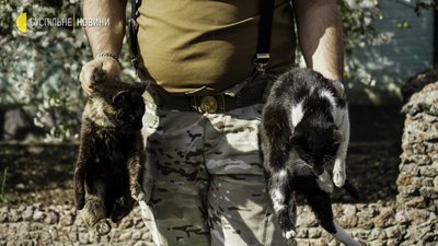 Війна й коти: евакуація тварин із колонії з-під Мар’їнки. Фоторепортаж Війна й коти: евакуація тварин із колонії з-під Мар’їнки. Фоторепортаж