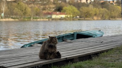 Кіт на кладці
