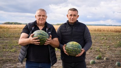 «Затрати відбили – і слава Богу»: чи рентабельні кавуни з Сумщини