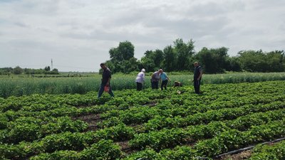 На Кіровоградщині удвічі подешевшала полуниця. Яка ціна й що на неї впливає На Кіровоградщині удвічі подешевшала полуниця. Яка ціна й що на неї впливає