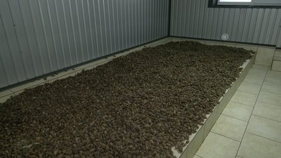 Попит падає: лісівники розповіли, як продаються живі ялинки на Рівненщині