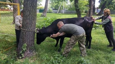 "Тварини — це віддзеркалення своїх господарів". Ветеринарний лікар з Кропивницького про особливості роботи "Тварини — це віддзеркалення своїх господарів". Ветеринарний лікар з Кропивницького про особливості роботи