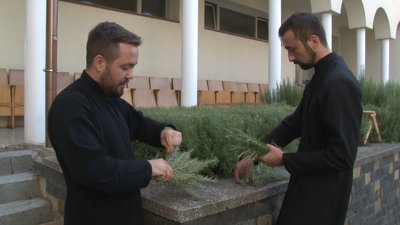 П’ятий день збирають розмарин семінаристи Ужгородської греко-католицької академії