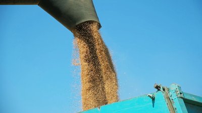 Збирають озимі пшеницю, ячмінь, ріпак та горох: як проходять жнива в аграріїв на Вінниччині Збирають озимі пшеницю, ячмінь, ріпак та горох: як проходять жнива в аграріїв на Вінниччині
