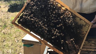 Через війну ціна на мед на Полтавщині може зрости Через війну ціна на мед на Полтавщині може зрости