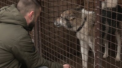 Чекають люблячих господарів: у черкаському притулку живуть собаки-переселенці Чекають люблячих господарів: у черкаському притулку живуть собаки-переселенці