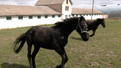 На Рівненщину евакуйовують коней. Хто та як ними опікується На Рівненщину евакуйовують коней. Хто та як ними опікується