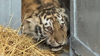шукають тигреня, яке втекло з вольєра