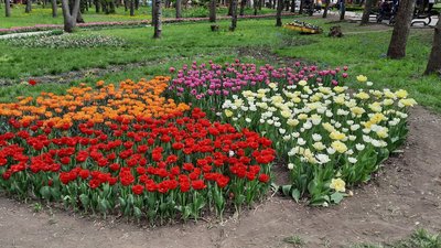 У Кропивницькому дендропарку розквітли понад три мільйони тюльпанів У Кропивницькому дендропарку розквітли понад три мільйони тюльпанів