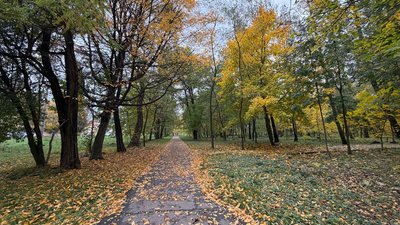 Осіння алея, вкрита опалим листям, Хмельницький, 23 жовтня 2026 року