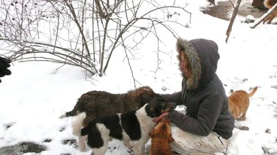 На Херсонщині у притулку для тварин волонтери провели суботник На Херсонщині у притулку для тварин волонтери провели суботник