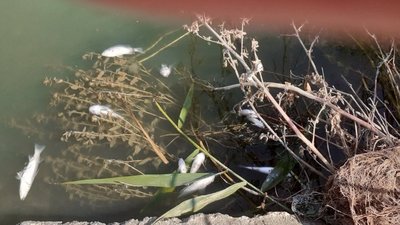 На Хаджибейському лимані в Одеській області через забруднення водойми гине риба – еколог На Хаджибейському лимані в Одеській області через забруднення водойми гине риба – еколог