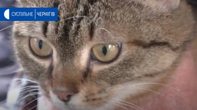 У Чернігові безкоштовно вакцинують тварин від сказу