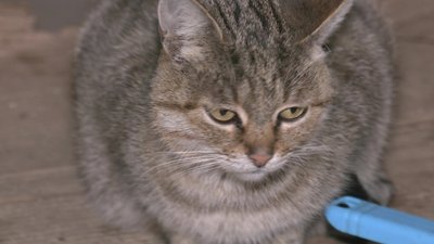 Кошенята Курахівський відділ поліції Донецька область Кошенята Курахівський відділ поліції Донецька область