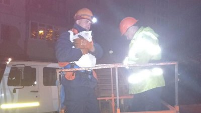 Дві доби просидів на дереві. У Дніпрі врятували кота Дві доби просидів на дереві. У Дніпрі врятували кота