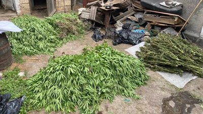 На Херсонщині за вирощування конопель судитимуть чоловіка