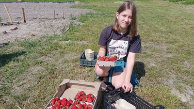 На полі вся родина: як волинський атовець вирощує полуницю