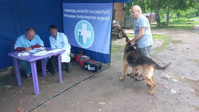 "Це така хвороба, що від неї не врятуєш": у Полтаві планово щеплюють тварин від сказу "Це така хвороба, що від неї не врятуєш": у Полтаві планово щеплюють тварин від сказу