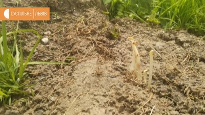 Картопля, яку садили на початку травня уже проросла Картопля, яку садили на початку травня уже проросла