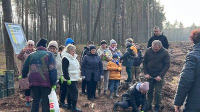 висадка дубів