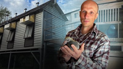 Голуб, Віктор Труш, голубник, птахи