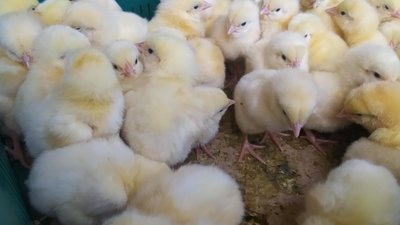 Жителі Дергачів отримали майже 12 тисяч курчат за програмою ООН Жителі Дергачів отримали майже 12 тисяч курчат за програмою ООН