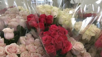 Тисяча і одна троянда для жінок Тисяча і одна троянда для жінок