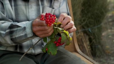 1500 букетів з польових квітів: історія 71-річного майстра з Рівного 1500 букетів з польових квітів: історія 71-річного майстра з Рівного