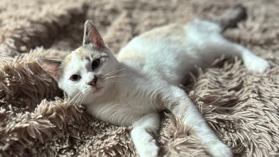 Розмальоване кошеня знайшло нову родину