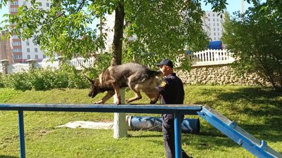 У Португалії вівчарку з Тернополя навчили самостійно шукати людей У Португалії вівчарку з Тернополя навчили самостійно шукати людей