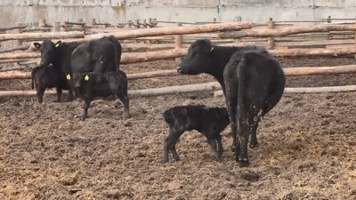 ТВАРИННИЦТВО В УМОВАХ ВІЙНИ ТВАРИННИЦТВО В УМОВАХ ВІЙНИ