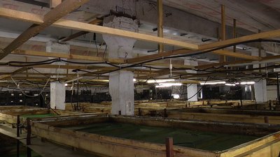 На Миколаївщині виготовляють натуральну косметику зі слизу равликів На Миколаївщині виготовляють натуральну косметику зі слизу равликів