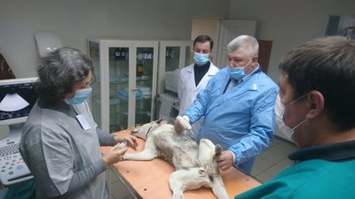 Собака, якій у Полтаві робили обстеження серця Собака, якій у Полтаві робили обстеження серця