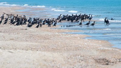 Забруднення та стрес для тварин: як на стан Чорного моря впливає агресія РФ Забруднення та стрес для тварин: як на стан Чорного моря впливає агресія РФ