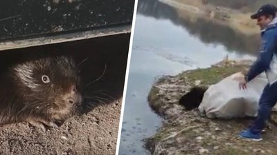 Харківські рятувальники випустили у ставок наляканого бобра, який ховався у пожежному депо