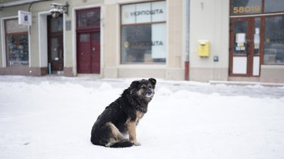 Снігові накати та ожеледь на дорогах: якою буде погода у Чернівцях та області 15 січня