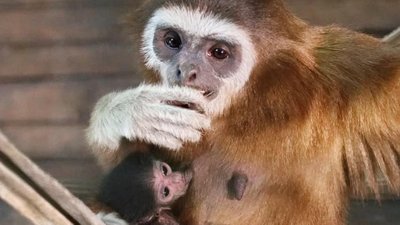 У родині гібонів з Харкова народився малюк Воллі