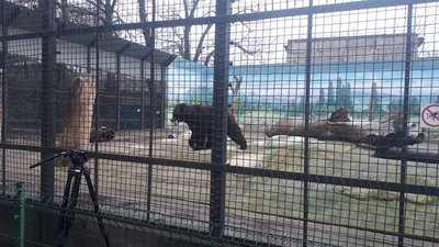 "М'ясо, овочі та фрукти": мешканці одеського зоопарку отримали передноворічні подарунки "М'ясо, овочі та фрукти": мешканці одеського зоопарку отримали передноворічні подарунки