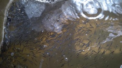 Більше 600 тисяч мальків судака випустили у Каховське водосховище