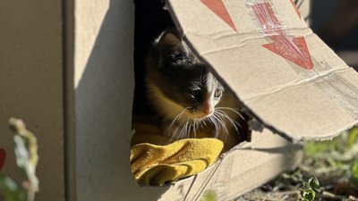 Котик на Донеччині