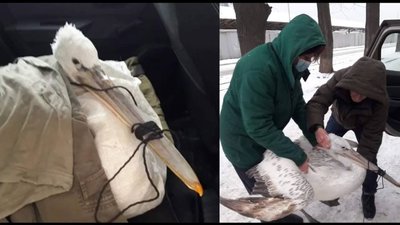 "Прогнозів давати не можливо": директор Одеського зоопарку розповів про стан врятованого пелікана "Прогнозів давати не можливо": директор Одеського зоопарку розповів про стан врятованого пелікана