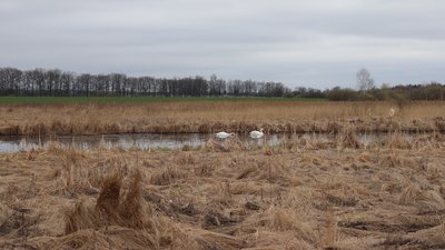 На Житомирщині на території Овруцького лісгоспу оселилася молода пара білих лебедів