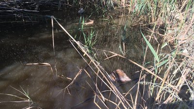 Вміст хімічних речовин у воді в районі Куяльницького лиману перевищує норму в п’ять разів Вміст хімічних речовин у воді в районі Куяльницького лиману перевищує норму в п’ять разів
