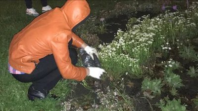 Квітковий крадій – у рівненському СІЗО. Історії подібних злочинів в Україні і світі Квітковий крадій – у рівненському СІЗО. Історії подібних злочинів в Україні і світі