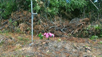Дорога через могили: на Вінниччині мешканці села скаржаться на те, як розчищають кладовище