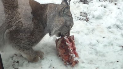 Посилений режим харчування: як взимку годують тварин у черкаському зоопарку Посилений режим харчування: як взимку годують тварин у черкаському зоопарку