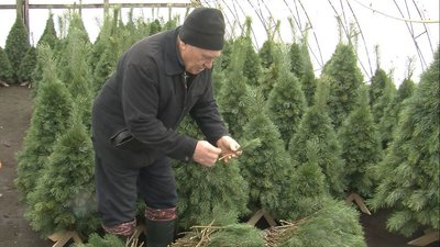 Волинська родина майструє новорічні дерева з гілок хвойних дерев Волинська родина майструє новорічні дерева з гілок хвойних дерев