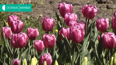 У центральному парку Вінниці розцвіли нідерландські тюльпани