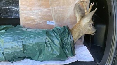 На Вінниччині ветеран намагався врятувати оленя після ДТП